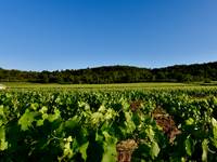 notre vignoble
