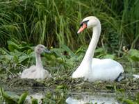 Cygne et cygnon au nid