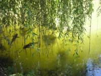 Les carpes se dorent au soleil
