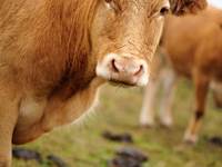58 - Vache Limousine ©Cochise Ory_ORY9307