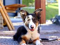 seven-mascotte-du-domaine