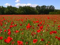 Champ de coquelicot en saison