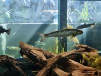 aquariums-poisson-rivière-hotton