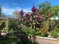 chambre-d'hôte-Etrigny-lacourquinousrelie-Mûrier-Jardin_garden