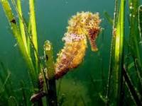 hippocampe