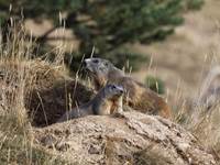 Marmottes