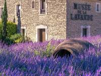 Le musée de la lavande