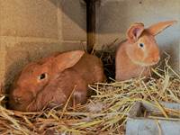 Gîte du Lapin Bleu Nos Lapins 1