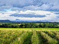 Nos Vignes
