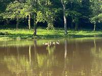 etang du Reppe
