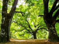 La foret vers Notre Dame de Lure