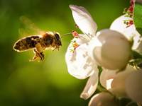 Abeille butineuse