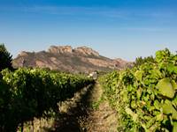 vendanges 2023 Blavet (8 sur 70)