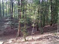 foret