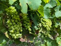 Grappe Raisin