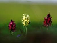 orchidée de montagne