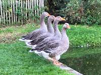 elles veillent sur vous !