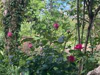 Jardin fleuri et arboré au Domaine Sainte Raffine