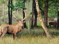 cerf_elaphe_c_mnhn_-_f-g_grandin2