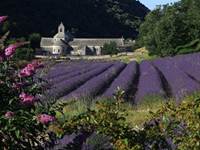 L'Abbaye de Sénanque