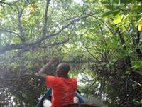 Mangrove Boraha Village Ile Ste Marie Madagascar 12