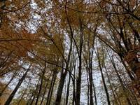 L'automne 3
