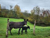 Les voisins