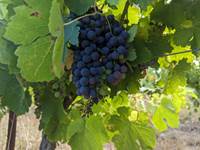 Maturation Syrah