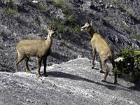 Chamois 