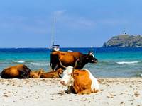 Détente sur la plage de Barcaggio