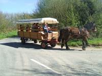 Animations et promenades attelées en chariot bâché tiré par une cob Normande