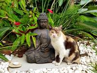 Comète et Bouddha