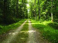 Foret de Loches