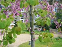 C'est le printemps