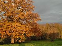 jardin l'automne