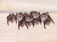 chauve souris sous nos toits l'été, dans nos grottes l'hiver