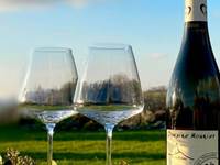 vignobles autour de Nieulle sur Seudre