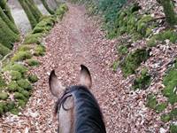 Les chemins bordés de muret en pierre sèche lors d'une randonnée équestre - Monts du Limousin - Ferme de la Chevêche