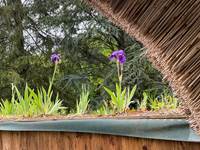 Les iris ourlent le toit de chaume, signature delicate de la chaumiere normande