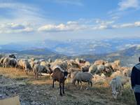 Les moutons du bergers