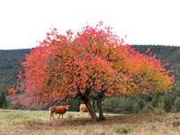 Limousine en Automne