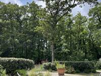 Woods