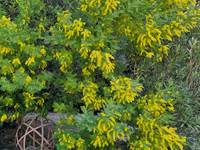 Le Mimosa