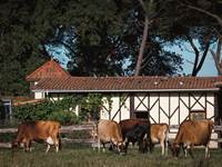 vaches