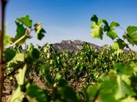 vendanges 2023 Blavet (70 sur 70)