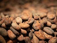 Fèves de cacao