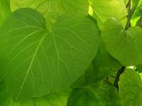 L'Aristoloche, la plante