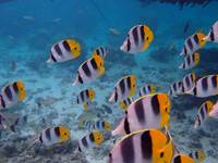Eloa Tahiti Ocean Tour - Snorkeling & Sunset