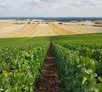 Vignoble champenois-galerie