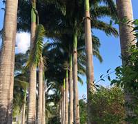 Allee-des-palmiers-royaux-jardin-tropical-depaysement-l-or-des-caraibes-galerie